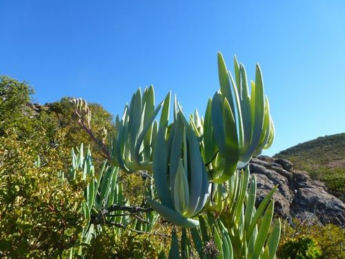 Senecio ficoides (L.) Sch.Bip.