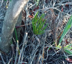 Eriospermum proliferum