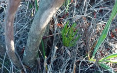 Eriospermum proliferum