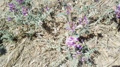 Astragalus insularis