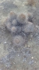 Ferocactus fordii