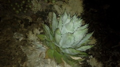 Agave sebastiana