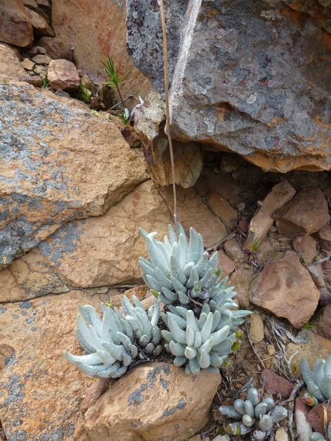 Senecio scaposus DC. 3