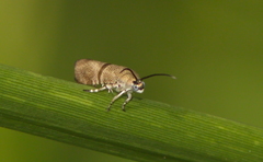 Phycodes minor