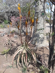 Aloe spicata