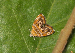 Choreutis euclista
