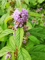 Mentha canadensis