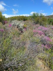 Lacomucinaea lineata