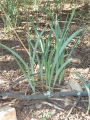 Chlorophytum bowkeri