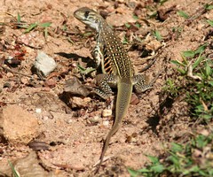Leiolepis belliana