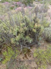 Tylecodon cacalioides