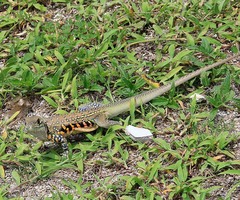 Leiolepis belliana