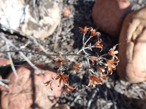 Tylecodon leucothrix