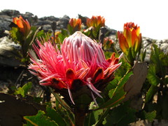 Protea rubropilosa
