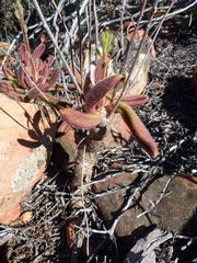 Tylecodon leucothrix