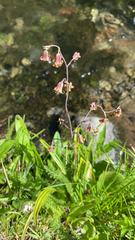 Anticlea occidentalis