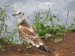 Chroicocephalus ridibundus