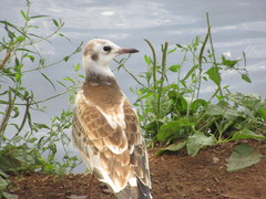 Chroicocephalus ridibundus
