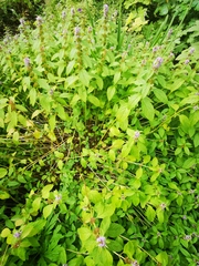 Mentha canadensis