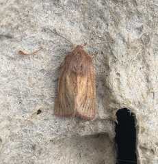 Denticucullus pygmina