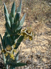 Ferraria divaricata