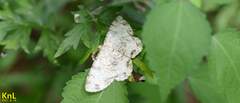 Ophthalmitis albosignaria