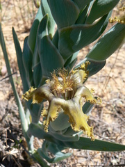 Ferraria divaricata