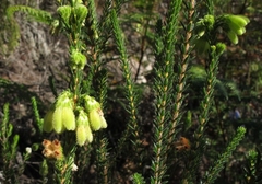 Erica sparrmanni