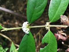 Lasianthus curtisii