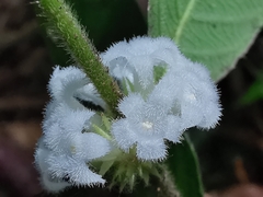 Lasianthus curtisii