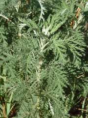 Artemisia afra