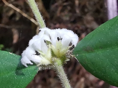 Lasianthus curtisii