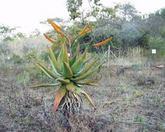 Aloe marlothii marlothii