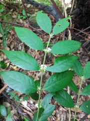 Lasianthus curtisii