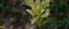 Lycoris squamigera