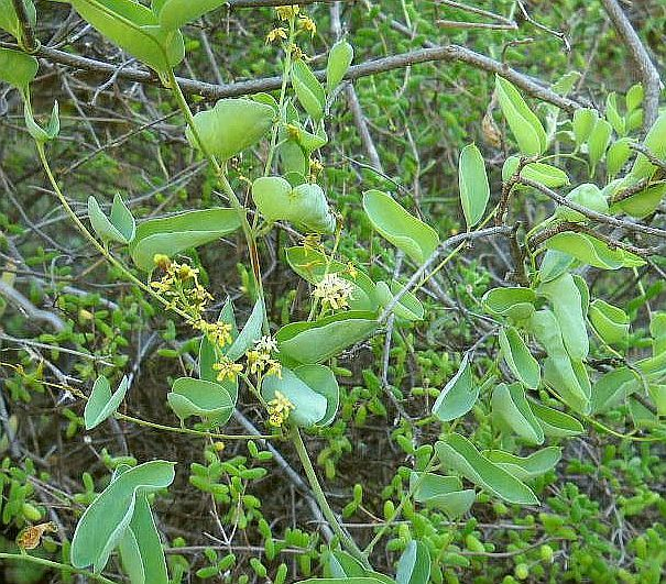 Dioscorea elephantipes 2