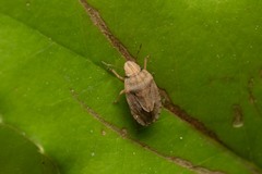 Sciocoris sulcatus