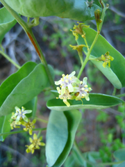 Dioscorea elephantipes