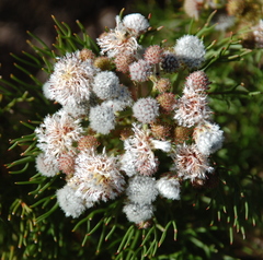 Serruria kraussii