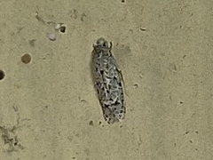 Lepidoptera