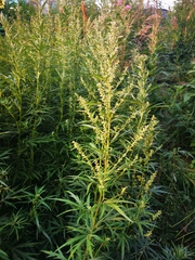 Artemisia vulgaris