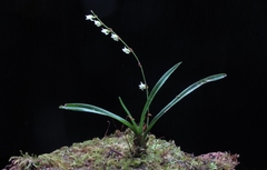 Angraecum pusillum