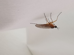 Empis trigramma