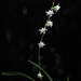 White Dwarf Shell Orchid - Photo (c) johanbaard, some rights reserved (CC BY-NC)