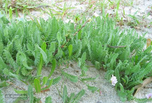 Ornithopus sativus ssp. sativus