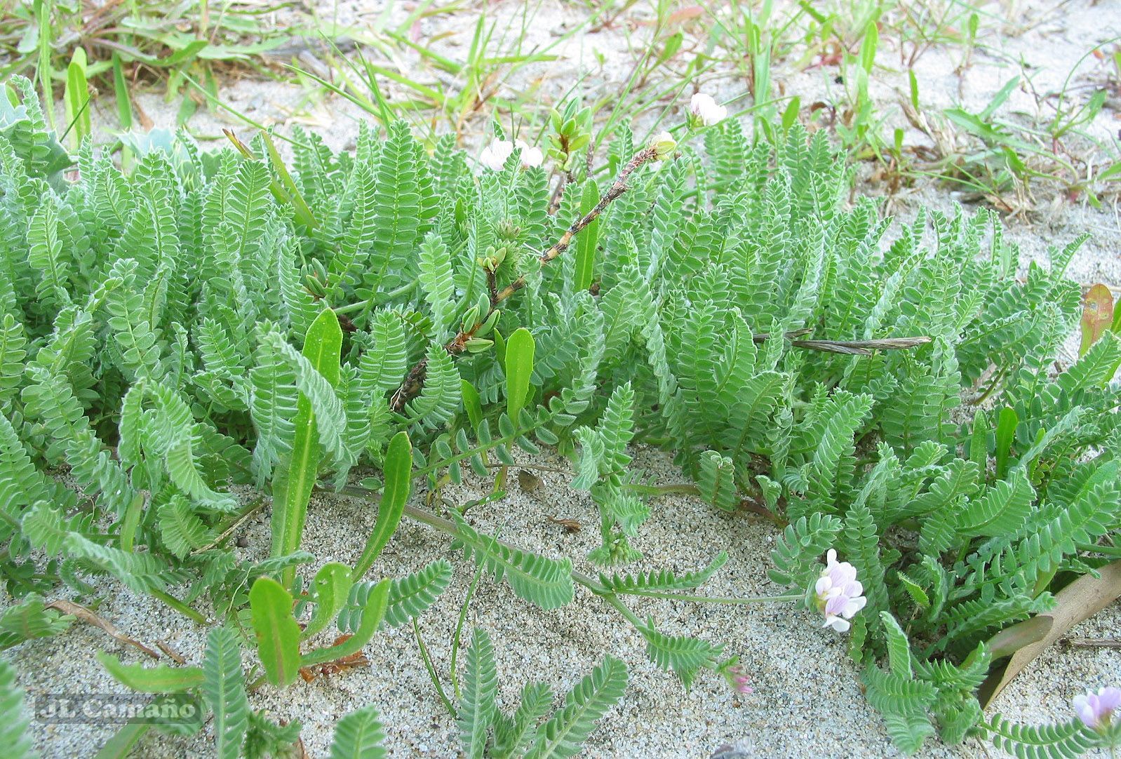 Ornithopus sativus ssp. sativus