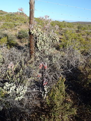 Cotyledon orbiculata orbiculata