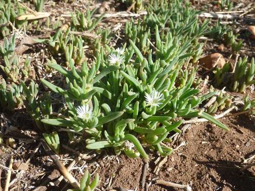Highveld white vygie (Delosperma herbeum)