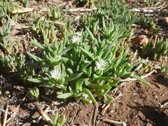 Delosperma herbeum