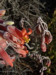Cotyledon orbiculata orbiculata